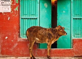 Ilustrasi Sapi India