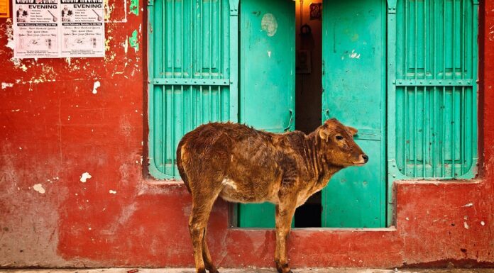 Ilustrasi Sapi India