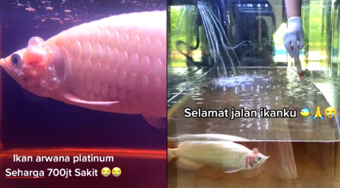 Ikan Arwana Platinum Rp 700 Juta yang Mati Ini Viral Bikin Baper Ikan Arwana Platinum Rp 700 Juta yang Mati Ini Viral Bikin Baper