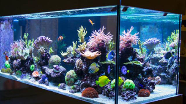 Sepele, Salah Posisi Feng Shui Akuarium Berdampak Negatif dalam Rumah Tangga Loh?