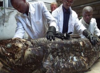 Ikan Purba yang Ditemukan di Sulawesi-Afrika Ini Diperkirakan Bisa Hidup hingga Satu Abad
