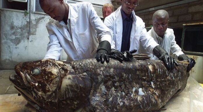 Ikan Purba yang Ditemukan di Sulawesi-Afrika Ini Diperkirakan Bisa Hidup hingga Satu Abad