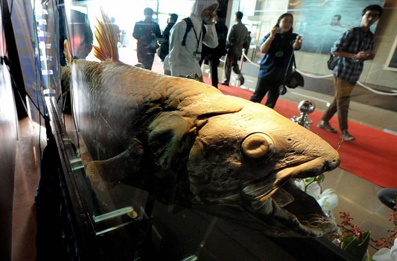 Ikan Purba yang Ditemukan di Sulawesi-Afrika Ini Diperkirakan Bisa Hidup hingga Satu Abad