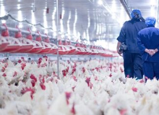 Tiongkok Laporkan Kasus Pertama Flu Burung Langka H10N3 terhadap Manusia