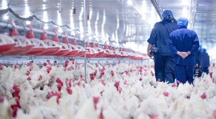 Tiongkok Laporkan Kasus Pertama Flu Burung Langka H10N3 terhadap Manusia