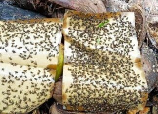 Teror lalat di Aceh Barat meresahkan, warga terpaksa pakai kelambu siang hari
