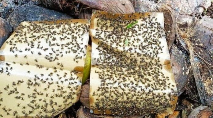 Teror lalat di Aceh Barat meresahkan, warga terpaksa pakai kelambu siang hari