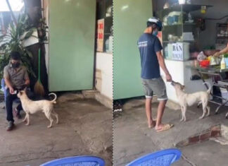 Viral Warung Makan karena Anjingnya yang Unik, Jadi Pelayan Sekaligus Kasir?