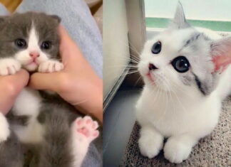 Ini Arti Tingkah Laku Kucing Kepada Tuannya, Bisa Tanda Baik atau Buruk