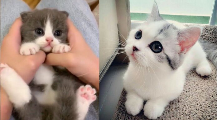 Ini Arti Tingkah Laku Kucing Kepada Tuannya, Bisa Tanda Baik atau Buruk