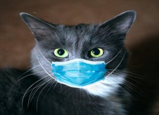 Ilustrasi kucing pake masker