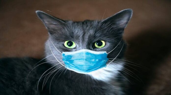 Ilustrasi kucing pake masker