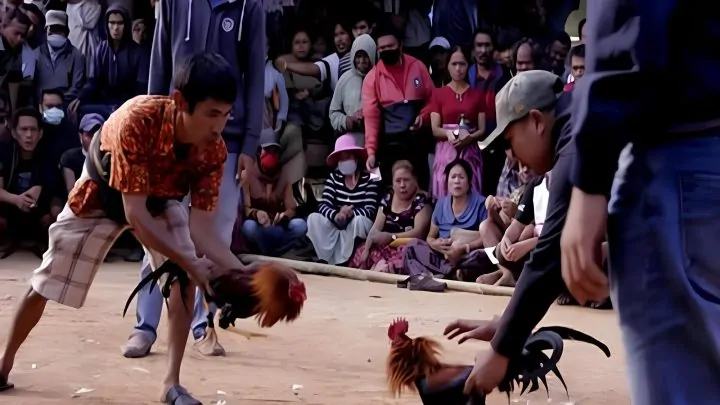 Anggota DPRD DKI Dituding Memeras untuk Judi Sabung Ayam