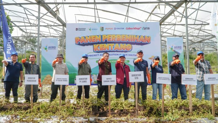 Panen Kentang Sembalun Naik 26 Persen, Pupuk Kaltim Dorong Kemandirian Benih Lokal Panen kentang