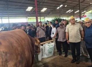 sapi betina produktif
