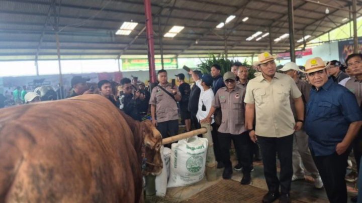sapi betina produktif
