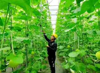 Pertamina geothermal