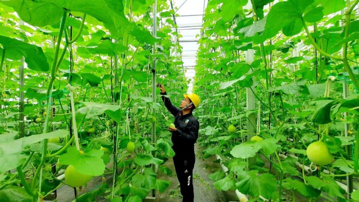 Pertamina geothermal