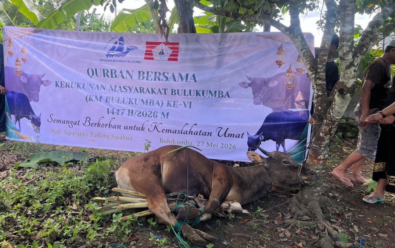 Qurban Bersama KM Bulukumba ke-VI, Salurkan 13 Ekor Sapi Kurban ke Sejumlah Desa