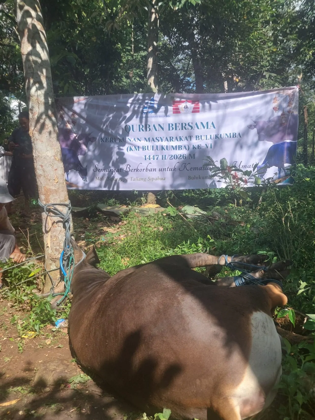 Qurban Bersama KM Bulukumba ke-VI, Salurkan 13 Ekor Sapi Kurban ke Sejumlah Desa