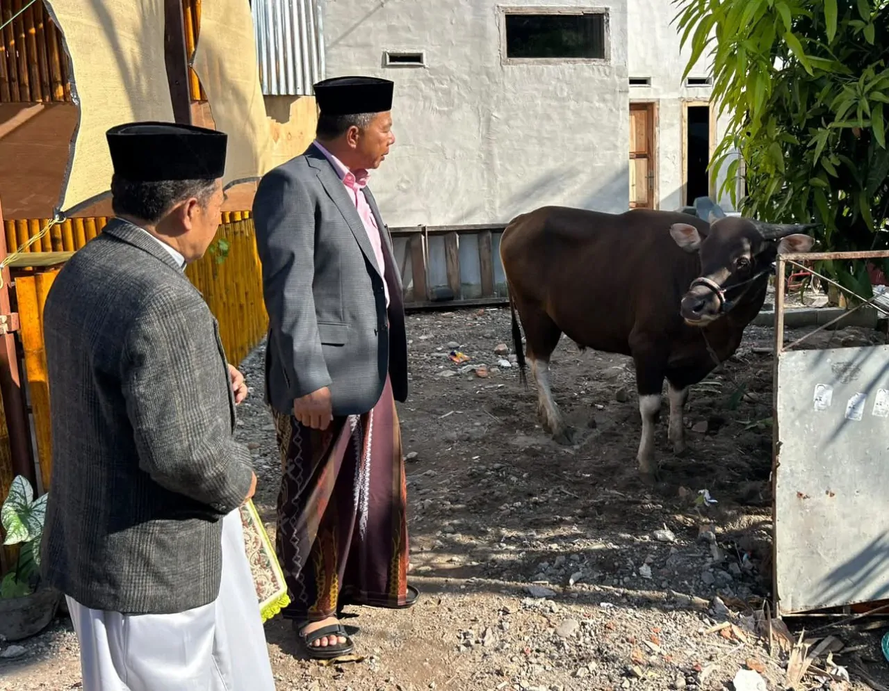 Qurban Bersama KM Bulukumba ke-VI, Salurkan 13 Ekor Sapi Kurban ke Sejumlah Desa